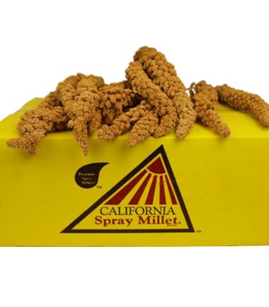 Spray Millet - California