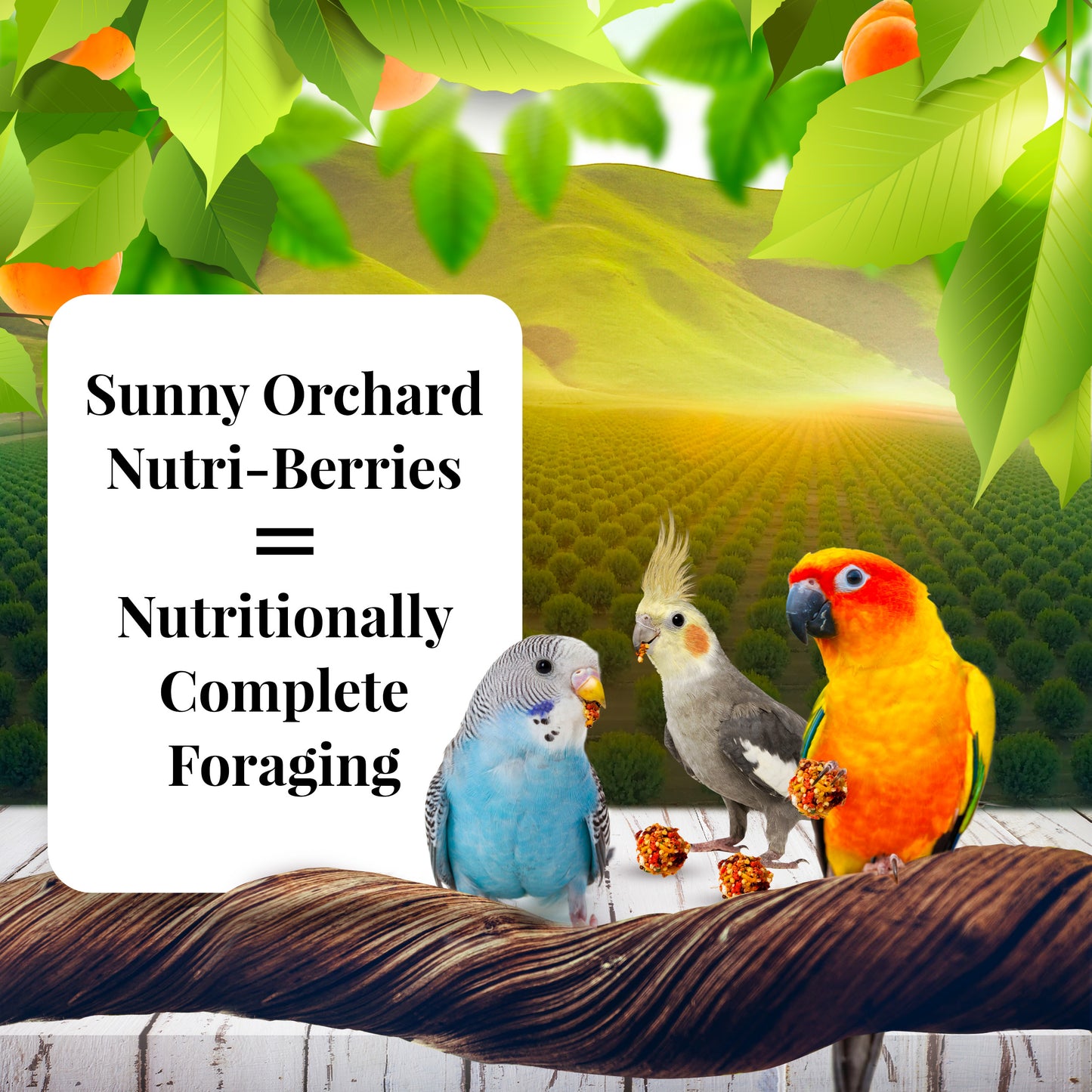 Lafeber Sunny Orchard Nutri-Berries Small Bird 10 oz