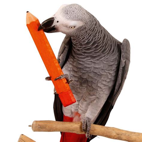 Small Parrot Pencil Foot Toy